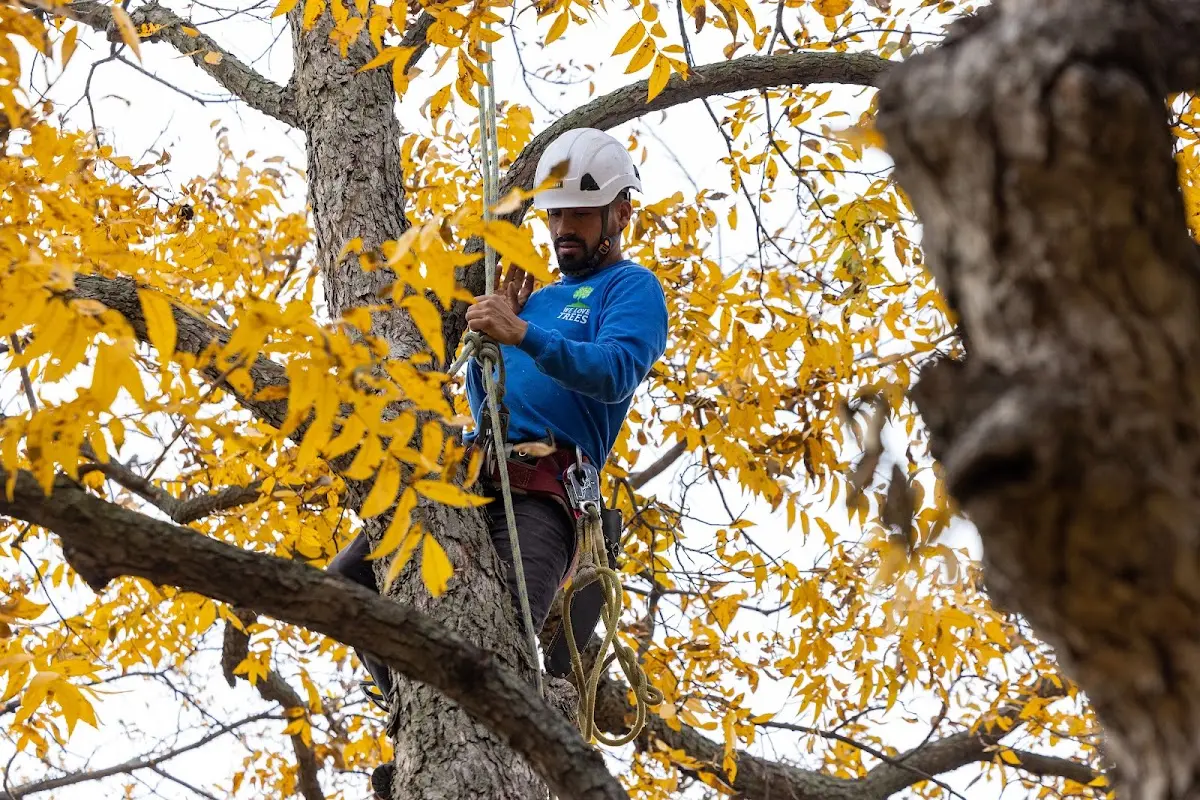 Skilled Tree Transplanting crew working in Lee