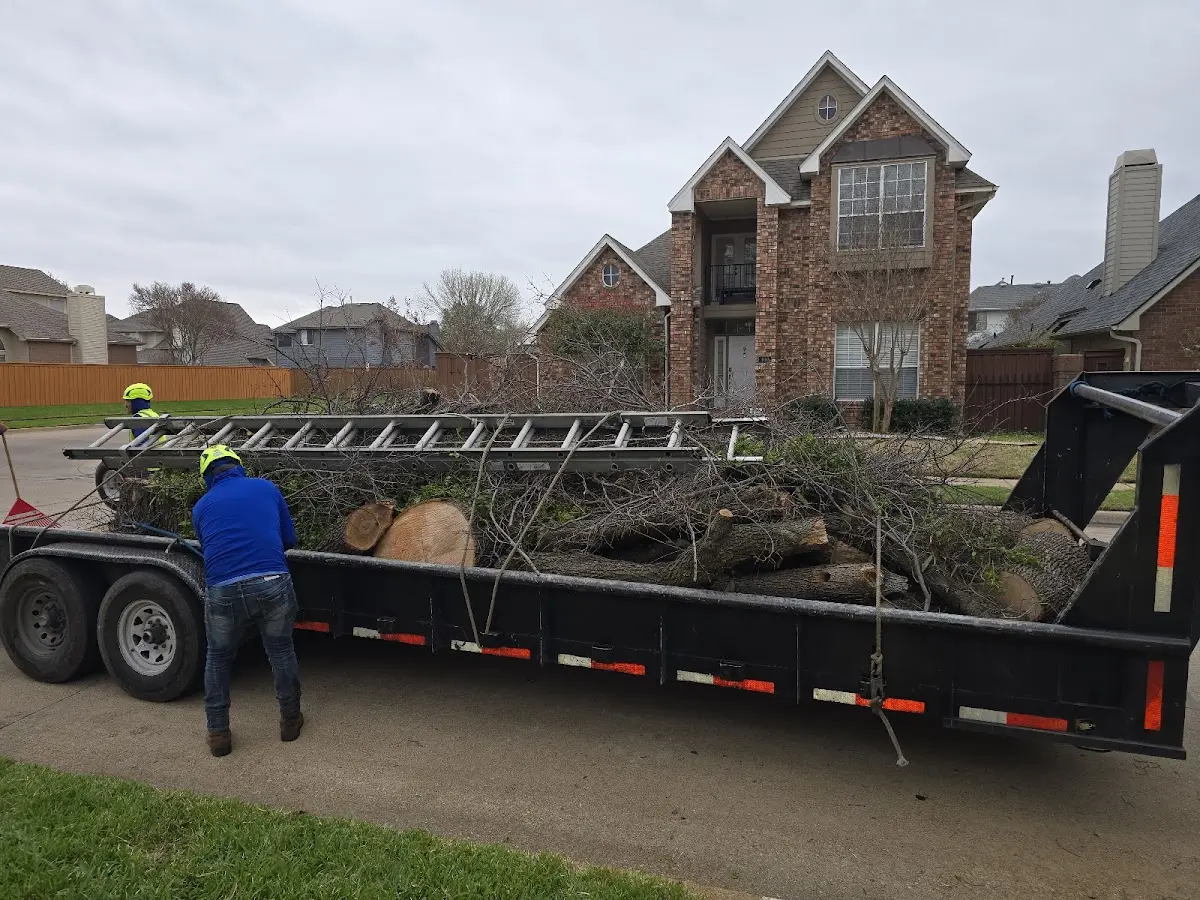 Expert Tree Removal with proper safety equipment in Lee
